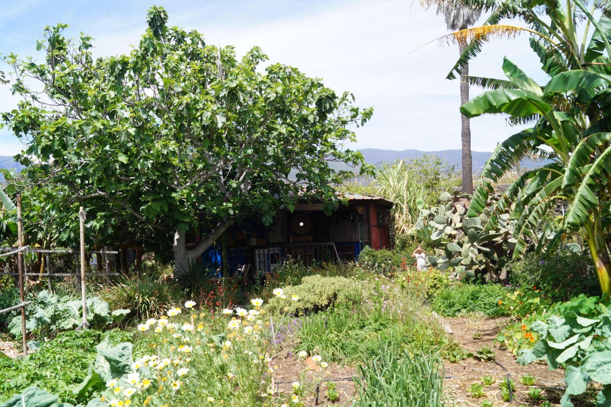 Vila La Casita Del Jardinero Los Llanos De Aridane Exteriér fotografie